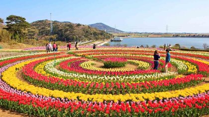 ಅತಿದೊಡ್ಡ ಟುಲಿಪ್ ಗಾರ್ಡನ್ ನೋಡಿದ್ದೀರಾ ?