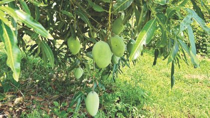 ಮಾವು ಎಂದರೆ ಏನೋ ಹರುಷವೂ.. ಮ್ಯಾಂಗೋ ʼಪಿಕ್‌ʼನಿಕ್‌