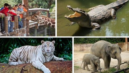 ಭುವನೇಶ್ವರಕ್ಕೆ ಬಂದ ಅಪರೂಪದ ಪ್ರಾಣಿಗಳು