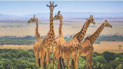 ಮಸಾಯ್ ಮಾರಾದಲ್ಲಿ ಪ್ರವಾಸಿ ಪ್ರಹ್ಲಾದ