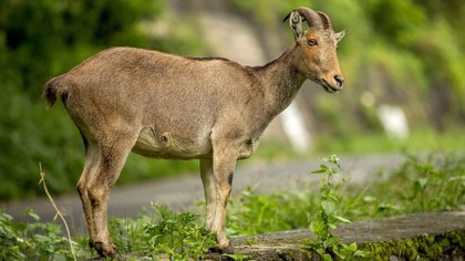 ನೀಲಗಿರಿ ತಹ್ರ್ ವೀಕ್ಷಣೆಗೆ ಅವಕಾಶ