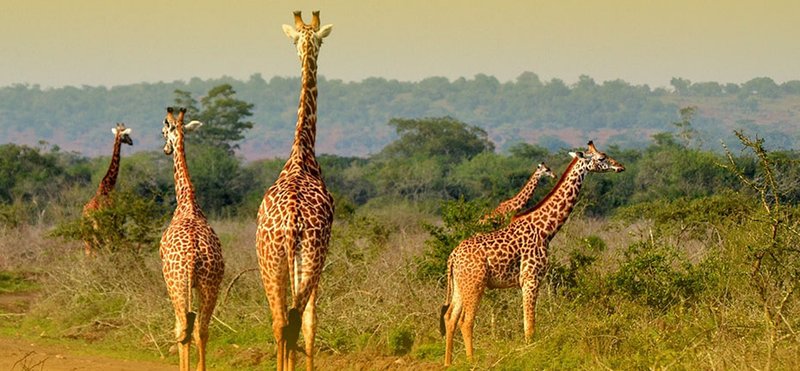 Rwanda