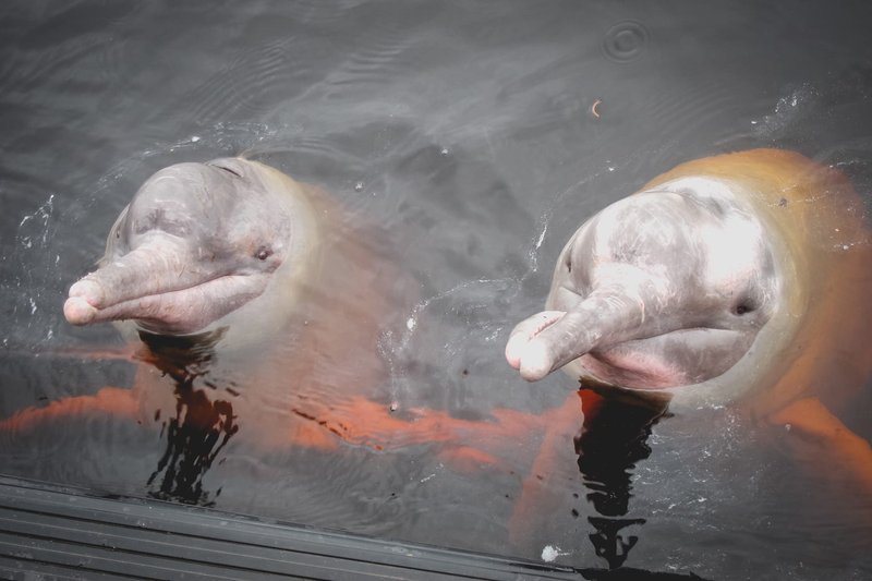 amazon_pink_river_dolphin_trexperience_3