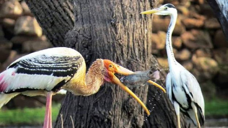 anka samudra birds