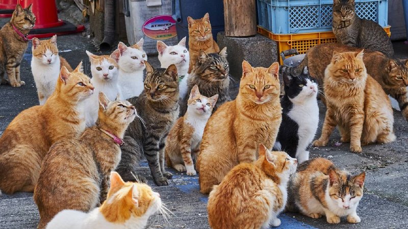 ayoshima island-cat's paradise