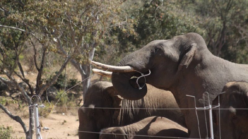bannerghatta elephants