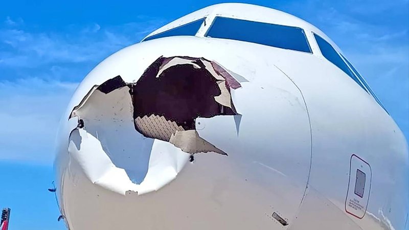 bird hit flight