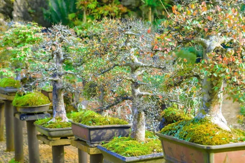 chiang-mai-series-bonsai-garden-province-art-thailand-collection-trees-species-356638912