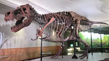 ಬೊರೋಪಾಸಾರಸ್‌ ಟ್ಯಾಗೋರಿ….