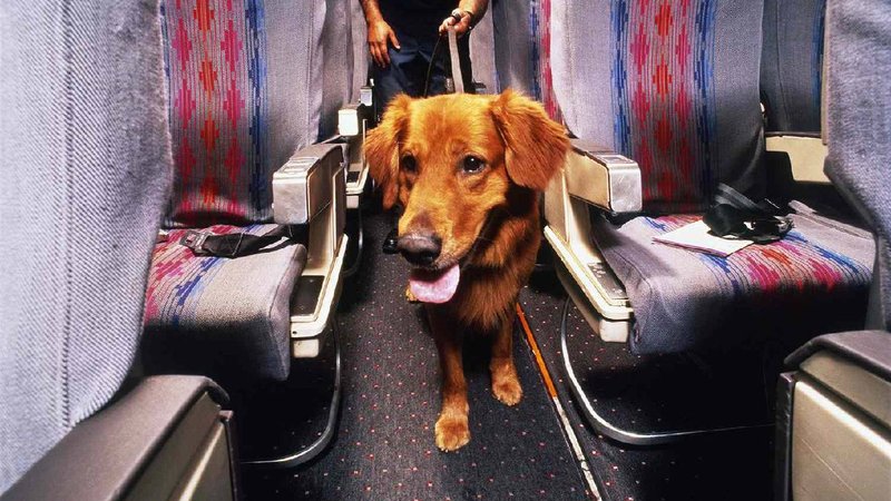 dogs at flight