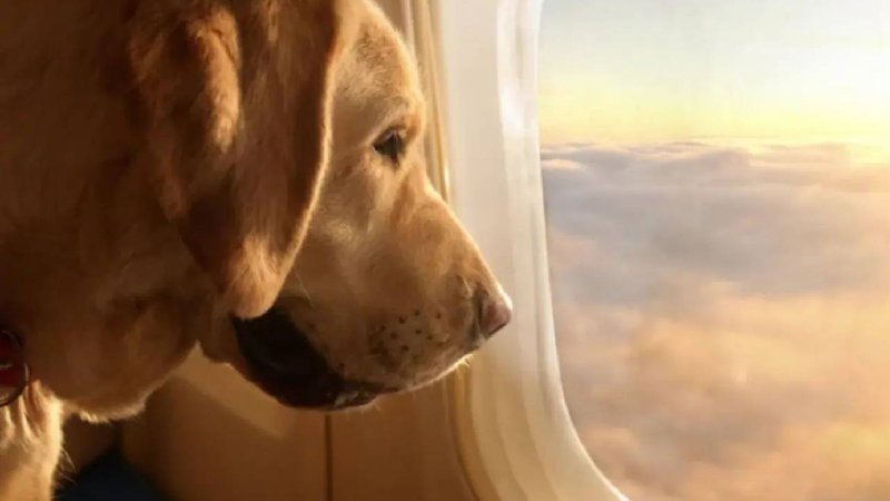 dogs at flight 2