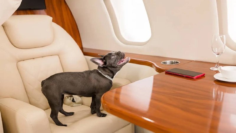 dogs at flight 3