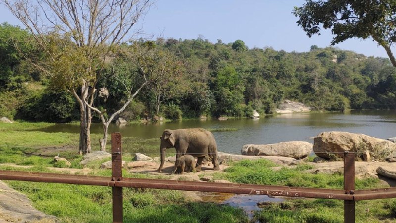 elephant