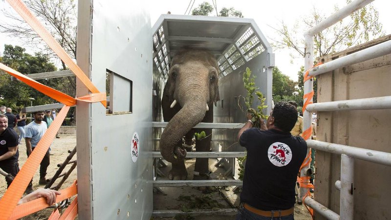 elephant transport 2