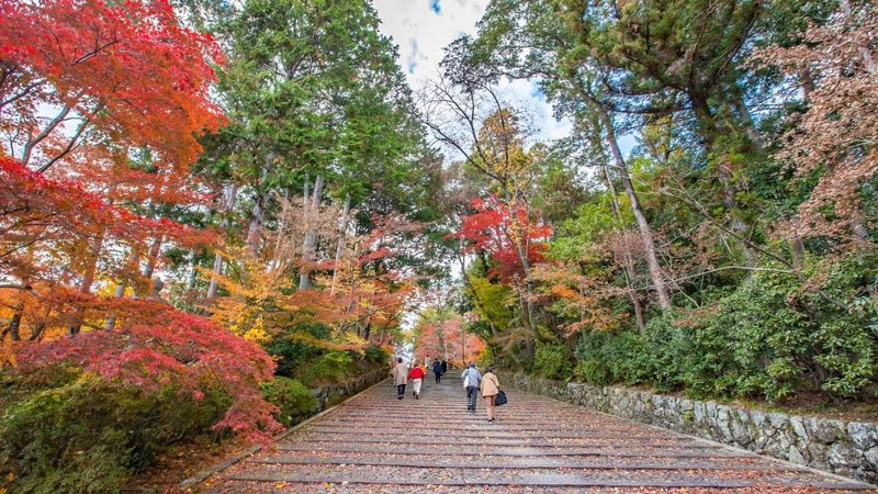 fall foliage  2