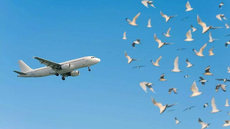 flight and bird