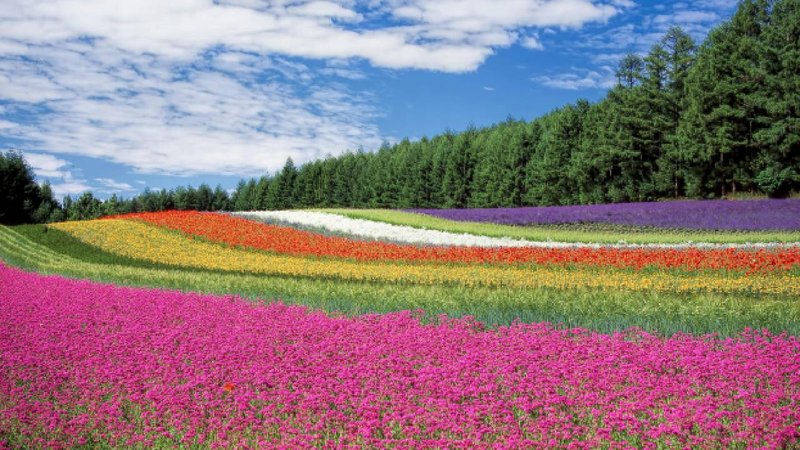 holland garden