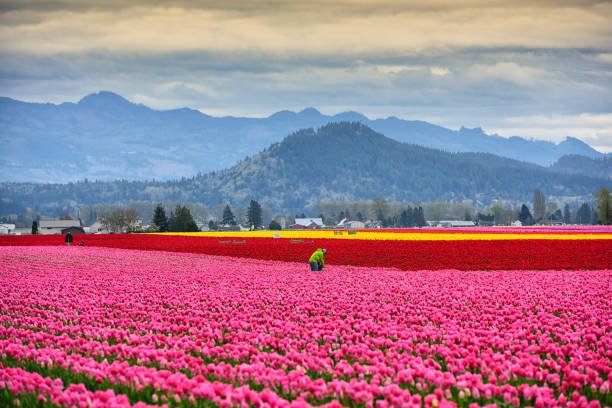istockphoto-1209163401-612x612