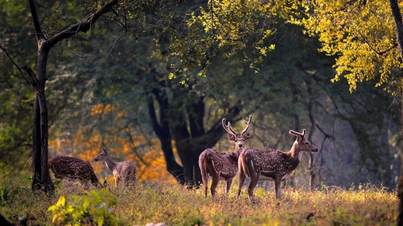 kanha park