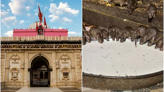l3md99cs_karni-mata-mandir-rajasthan_625x300_22_May_25