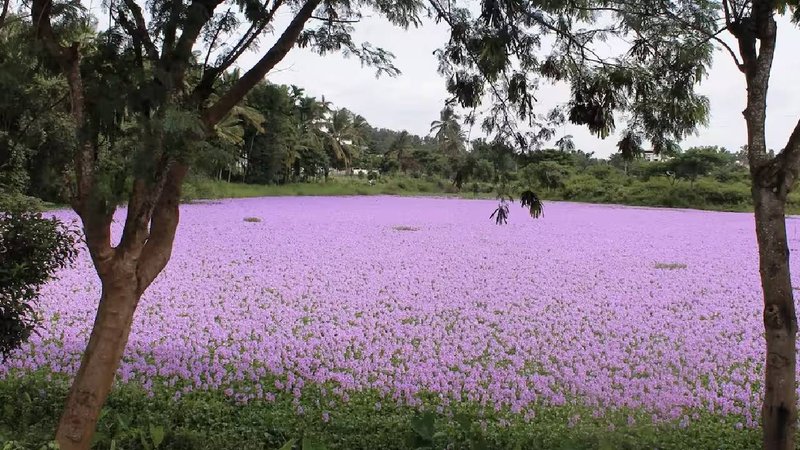 lotus pond kushalnagar 3