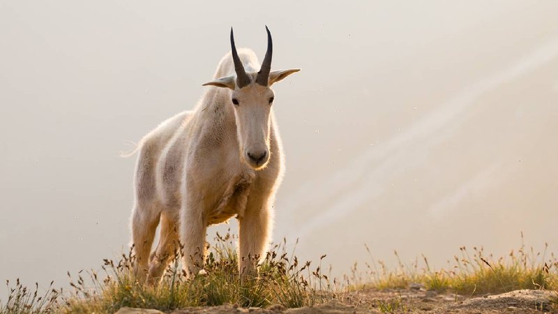 mountain goat