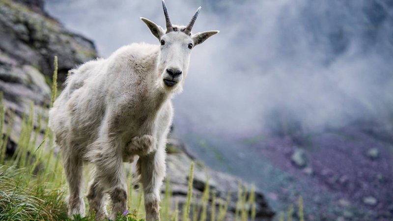 mountain goat 2