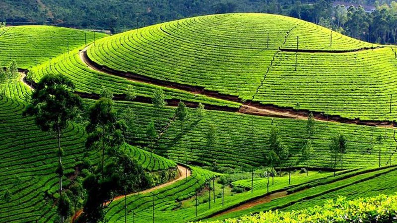 munnar