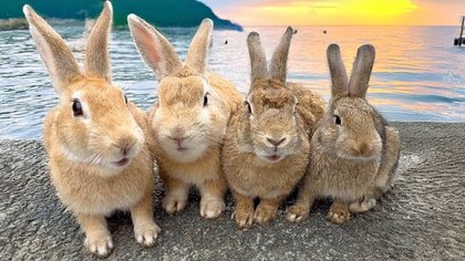 ಮೊಲಗಳ ಸ್ವರ್ಗ ಈ ಓಕುನೊಷೀಮಾ ಐಲ್ಯಾಂಡ್‌...