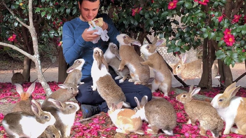 rabit&#x27;s paradise