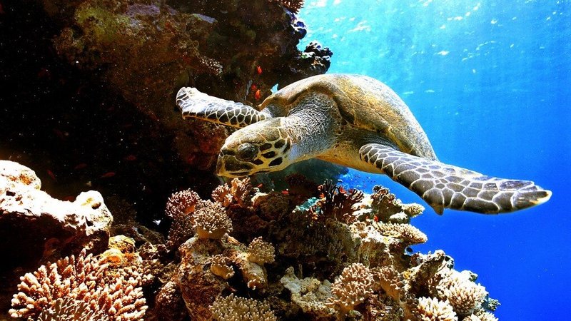 sea-turtle
