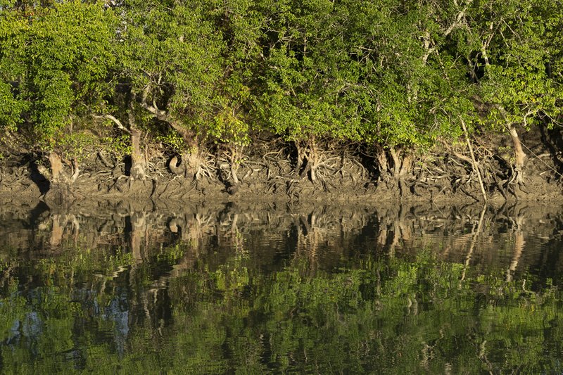 Sundarbans Mangrove Forest
