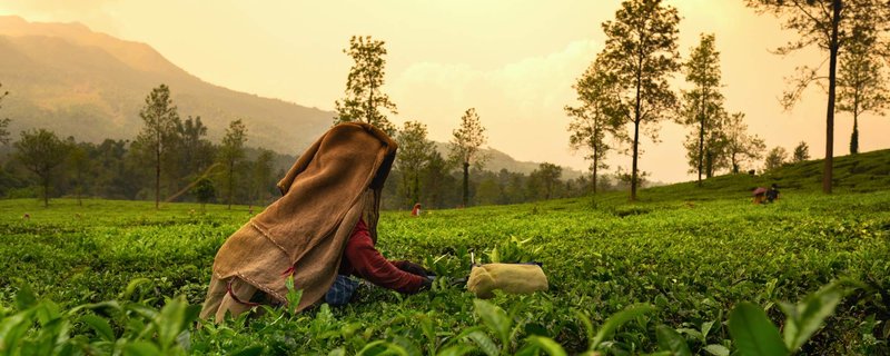 tea day
