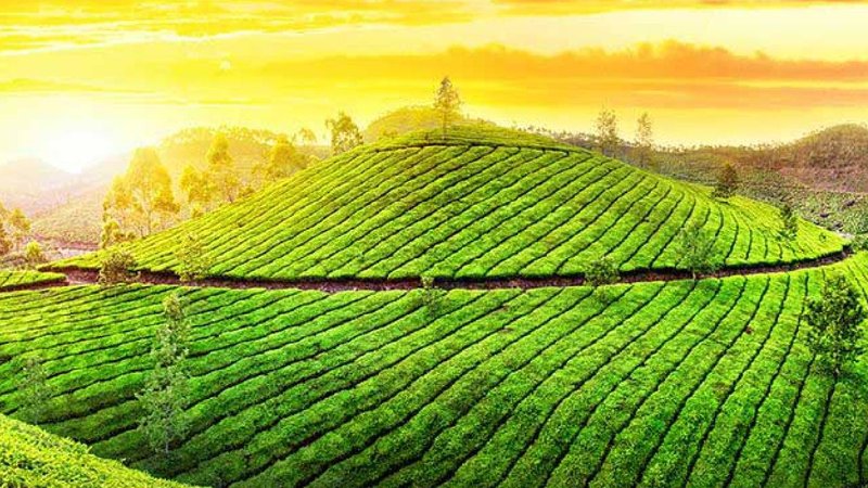 tea plantation