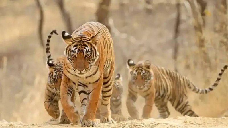 tiger