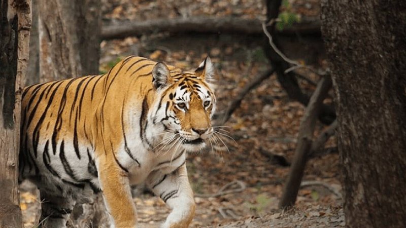 tiger new