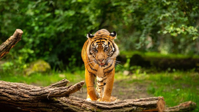 tiger reserve