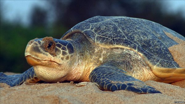 turtle new