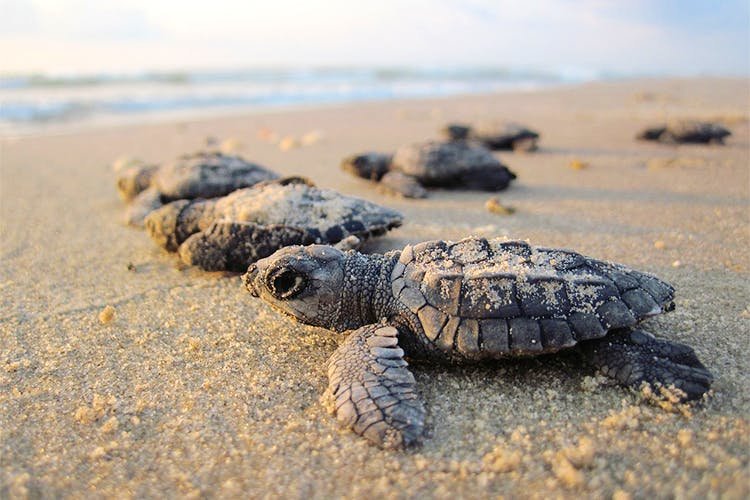 turtle s