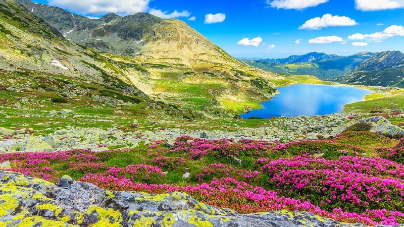 valley of flowers new