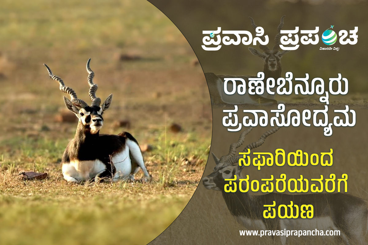 ರಾಣೇಬೆನ್ನೂರು ಪ್ರವಾಸೋದ್ಯಮ : ಸಫಾರಿಯಿಂದ ಪರಂಪರೆಯವರೆಗೆ ಪಯಣ