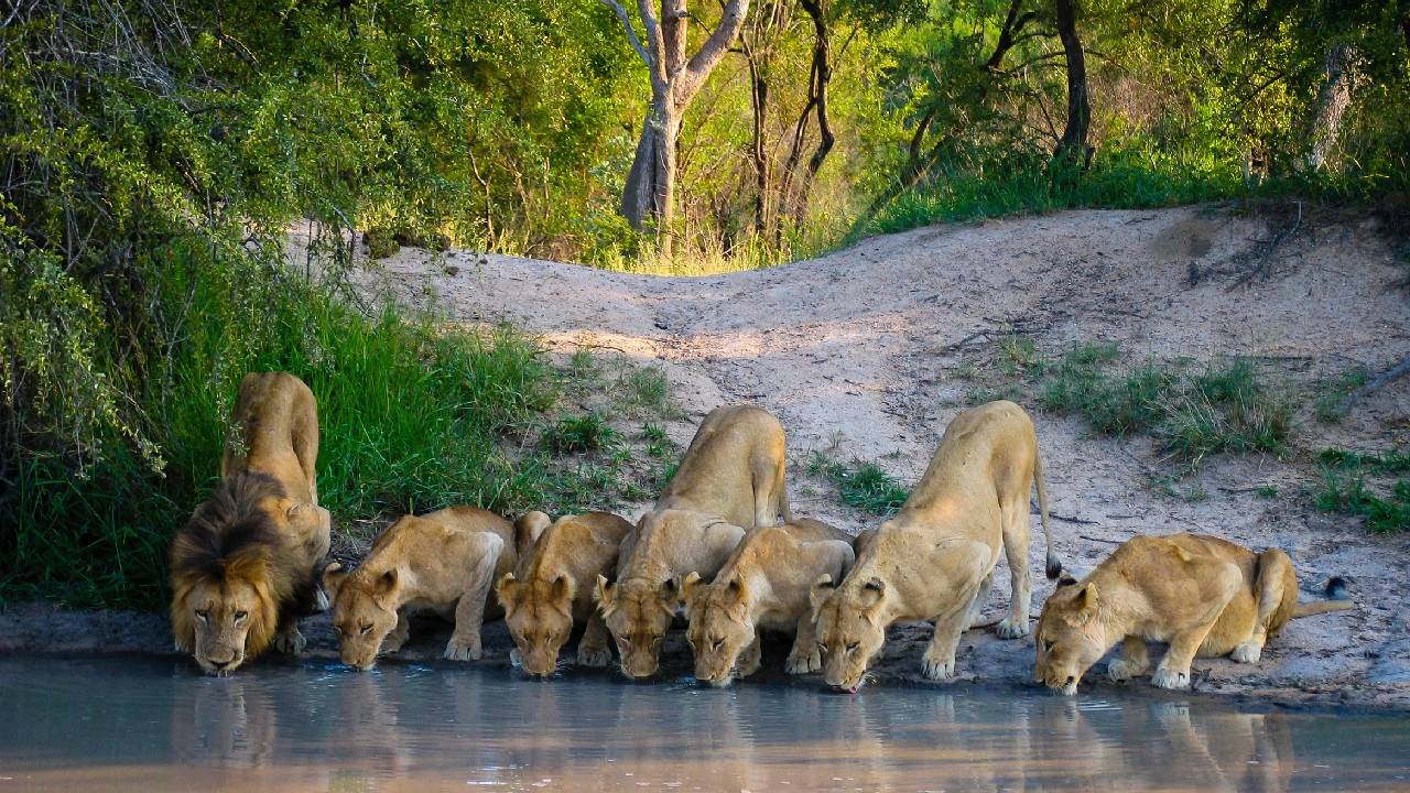 ಕೆನಡಾದದಲ್ಲಿದ್ದುಕೊಂಡು ಆಫ್ರಿಕಾ ನೋಡಿದೆವು