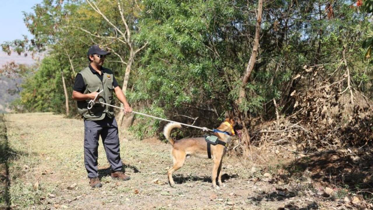 ಬಂಡೀಪುರದಲ್ಲಿ ಟ್ರ್ಯಾಕರ್ ಡಾಗ್‌ಗಳಿಂದ ಕಾರ್ಯಾಚರಣೆ ಆರಂಭ