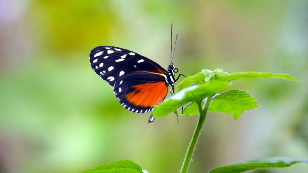 ಪಾತರಗಿತ್ತಿ ಹಾಡು.. ಚಿಟ್ಟೆಗೊಂದು ಕಾಡು
