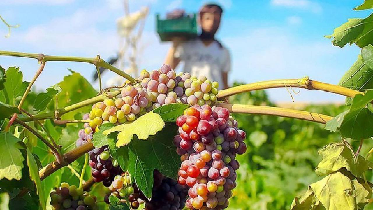 ಪ್ರವಾಸಿಗರ ಗಮನ ಸೆಳೆಯುತ್ತಿರುವ ಇರಾನ್‌ನ ದ್ರಾಕ್ಷಿ ಹಬ್ಬ!