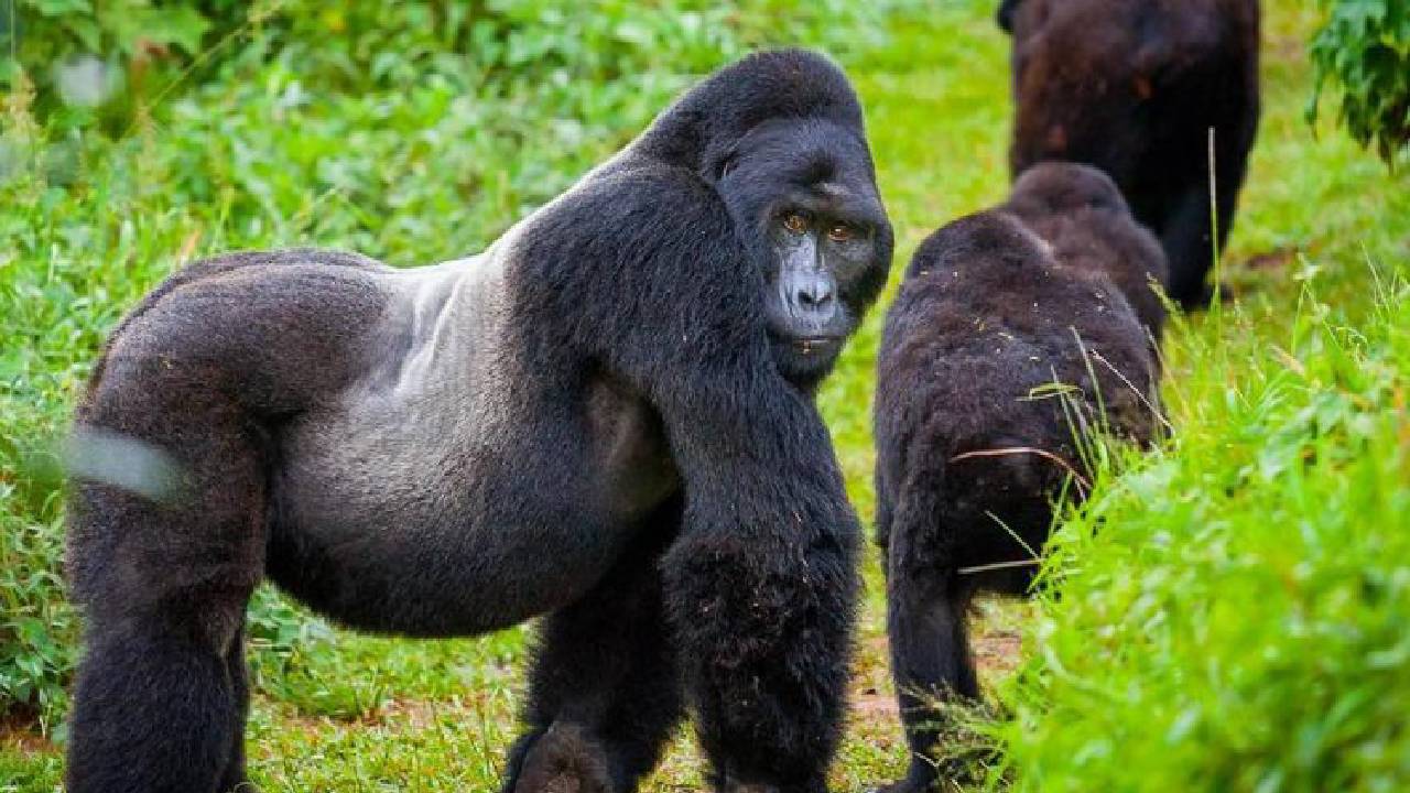 ರವಾಂಡದ ಚಹರೆ ಬದಲಿಸಿ, ಅಭಿವೃದ್ಧಿಗೆ ಕಾರಣವಾದ ಗೊರಿಲ್ಲಾ ಪ್ರವಾಸೋದ್ಯಮ