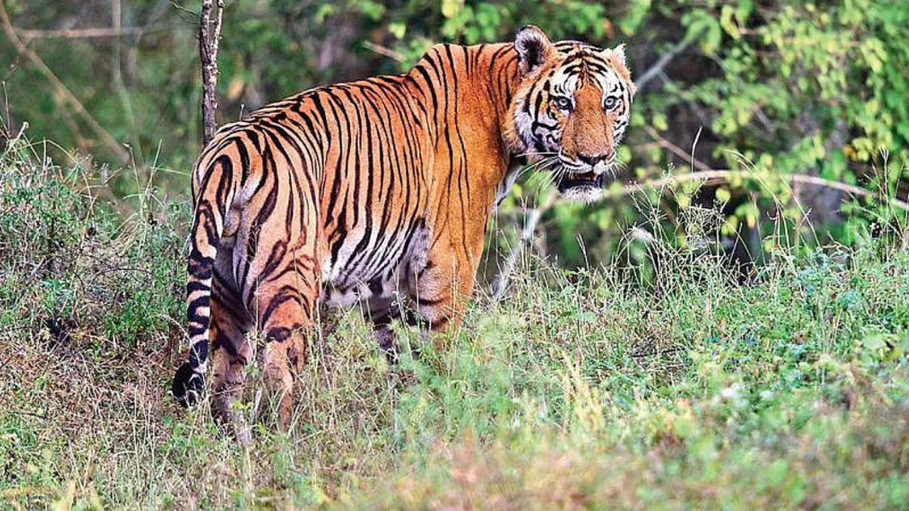ಕಾಳಿ ಹುಲಿ ಸಂರಕ್ಷಿತ ಪ್ರದೇಶದಲ್ಲಿ ವಿಡಿಯೋ ಚಿತ್ರೀಕರಣ: ಯೂಟ್ಯೂಬರ್ ವಿರುದ್ಧ FIR ದಾಖಲು