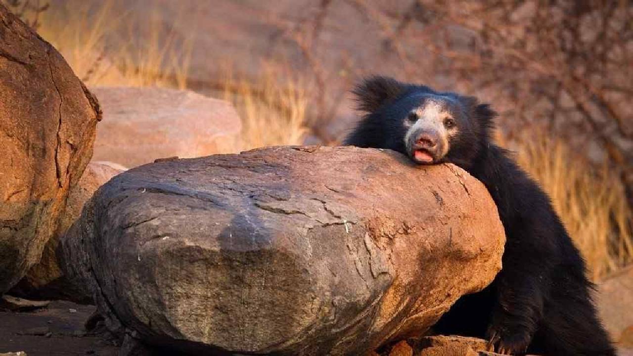 ಜಾಂಬವಂತನ ನಾಡು ಈ ಕರಡಿ ಗುಡ್ಡದ ಕಾಡು