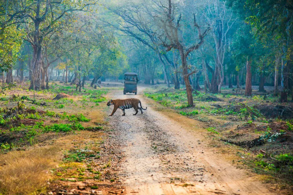 ನಾಗರಹೊಳೆಯನ್ನು ಮರೆಯೋದುಂಟೆ? ಪ್ರಕೃತಿ ಪ್ರಿಯರ ಫೇವರಿಟ್‌ ತಾಣ!
