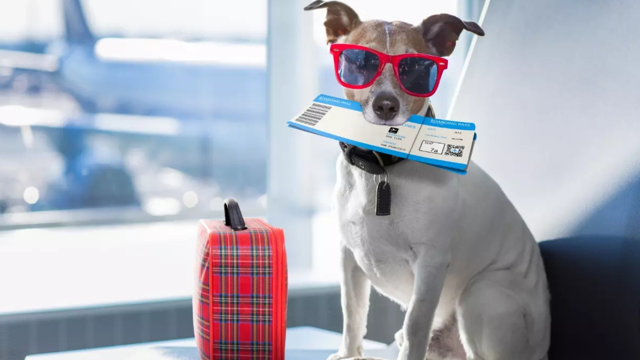 ಏರ್ ಇಂಡಿಯಾ ವಿಮಾನದಲ್ಲಿ ನಾಯಿಗಳಿವೆ ಎಚ್ಚರಿಕೆ!